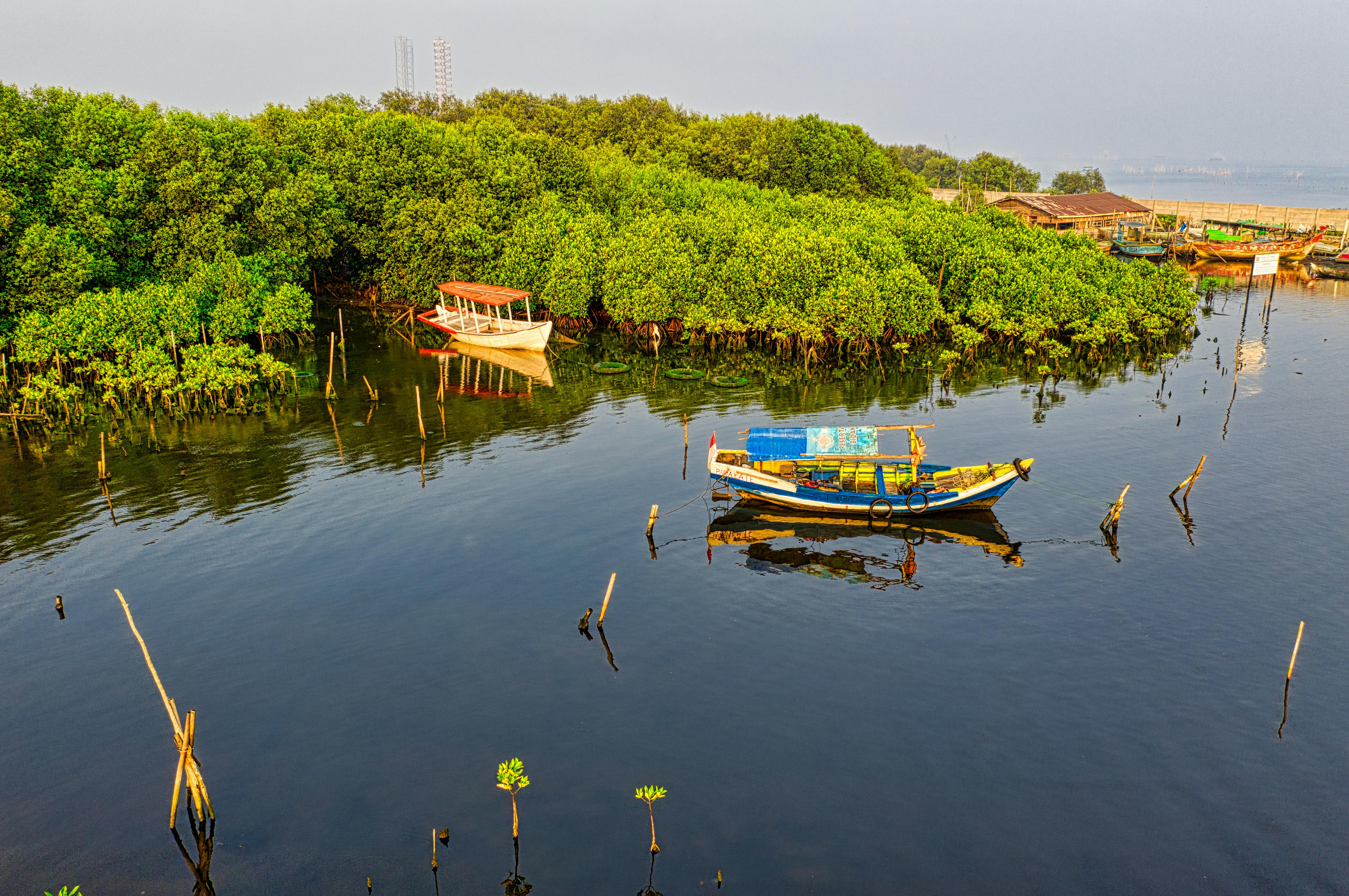 Strategi Konservasi Hutan Mangrove untuk Perlindungan Pesisir